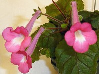 Sinningia 'Ozark Petunia Edge'
